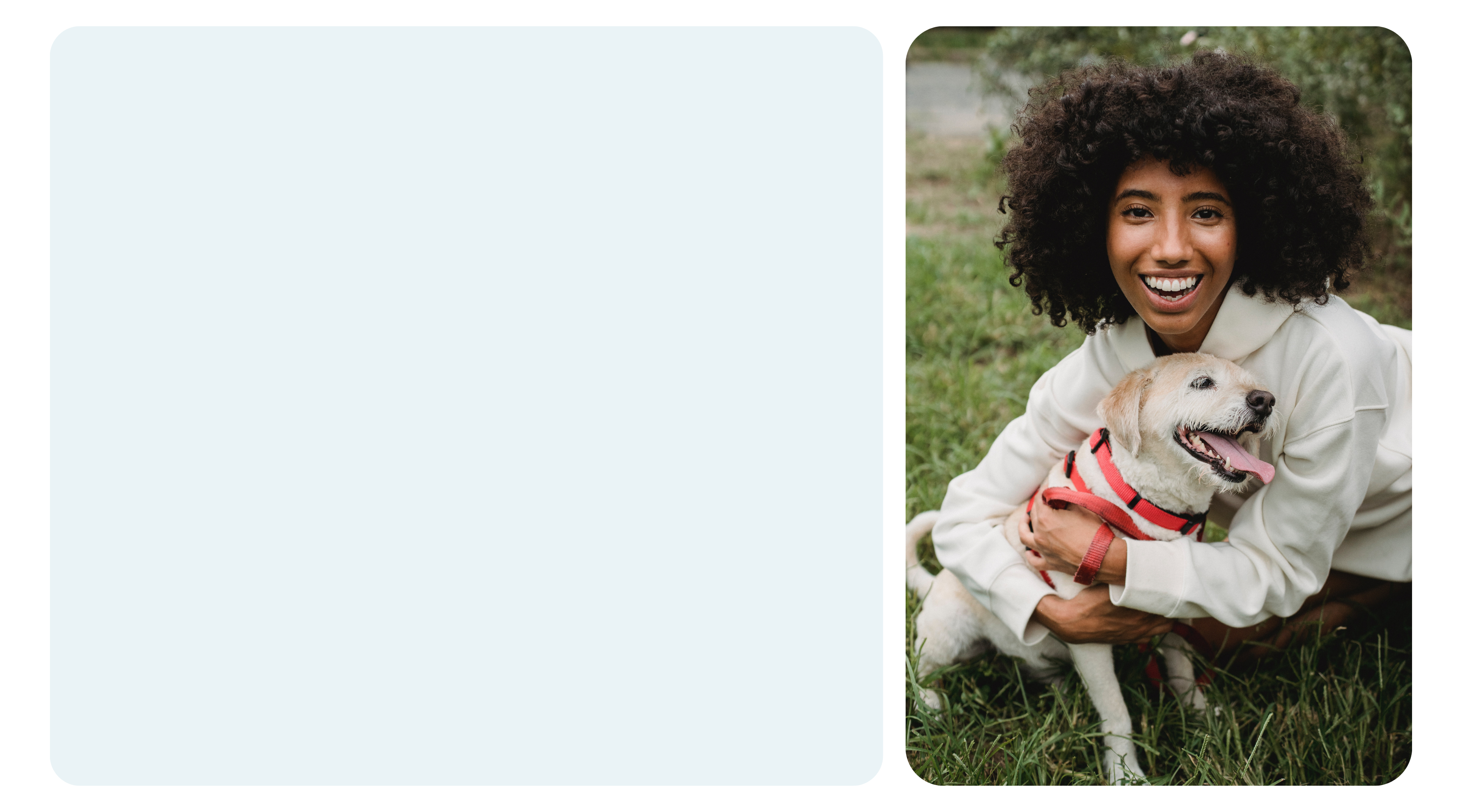 Petaboutus-overlay.png